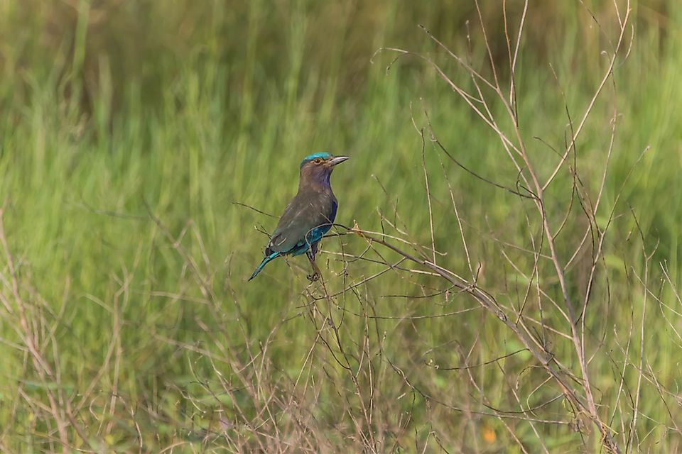 The Indian roller is an endemic bird of Asia.