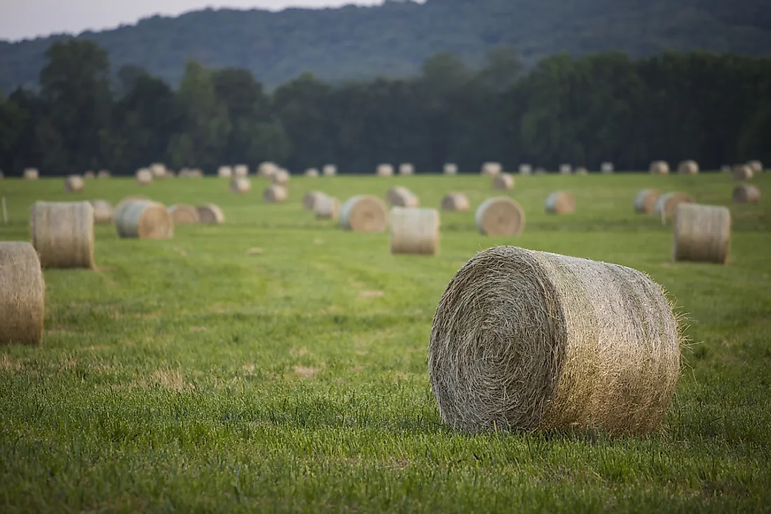 Hay bales in Arkansas. 