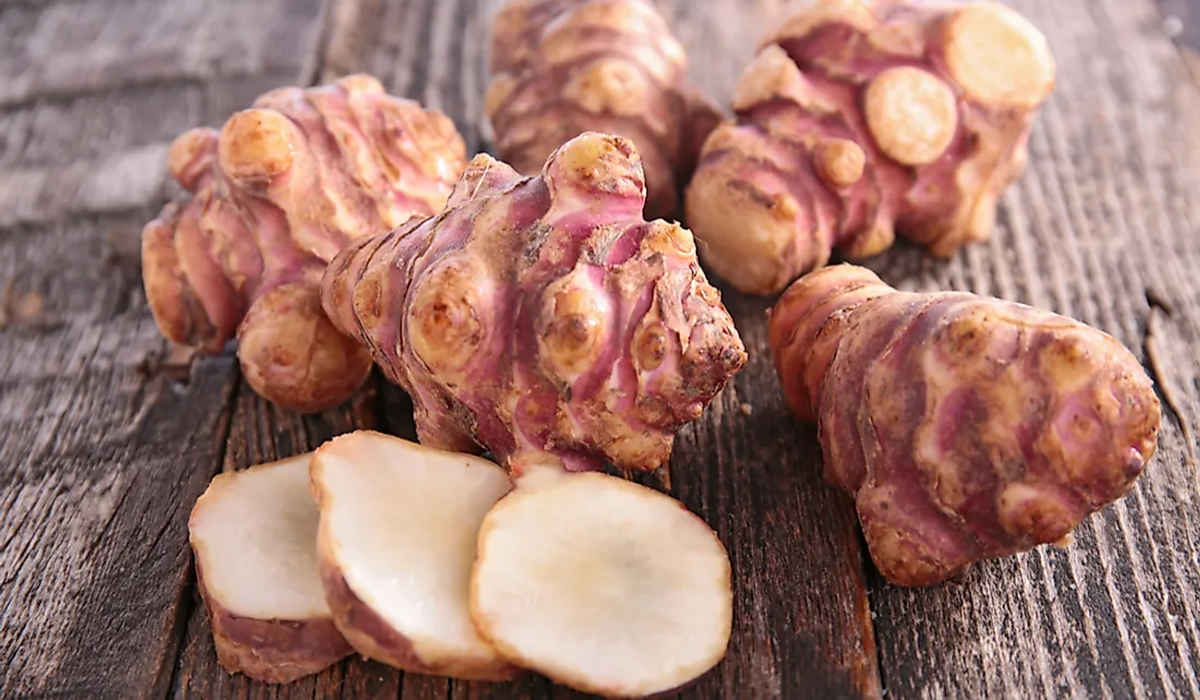 A Jerusalem artichoke or sunchoke. 