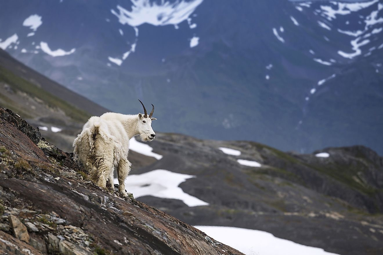 Mountain goat, Akaska, USA. Image credit: Sunsinger/Shutterstock.com