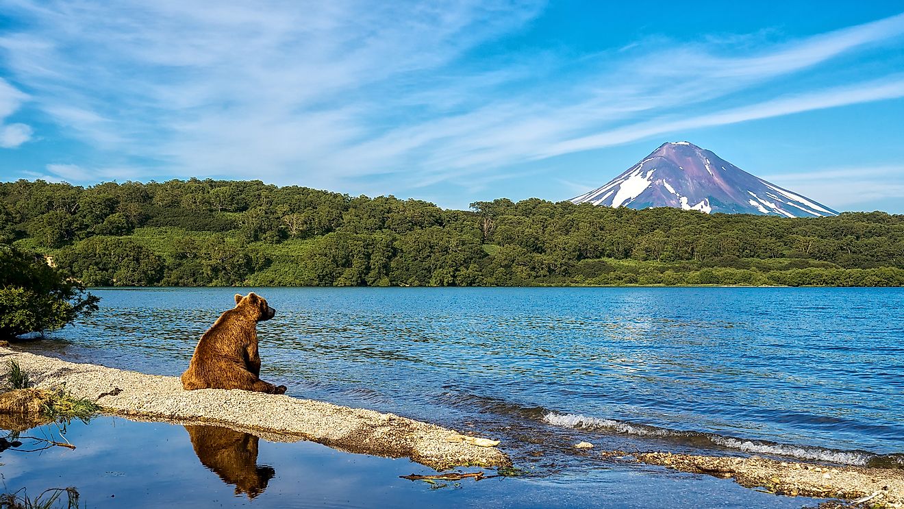 A bear in the Kamchatka Peninsula.