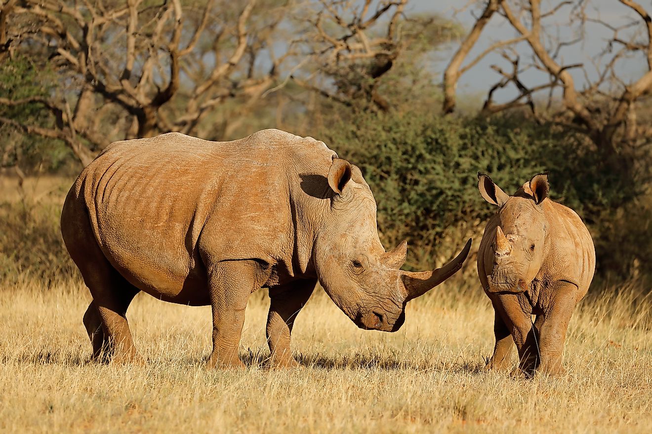 White rhinoceros (Ceratotherium simum) with calf in natural habitat, South Africa. Image credit: EcoPrint