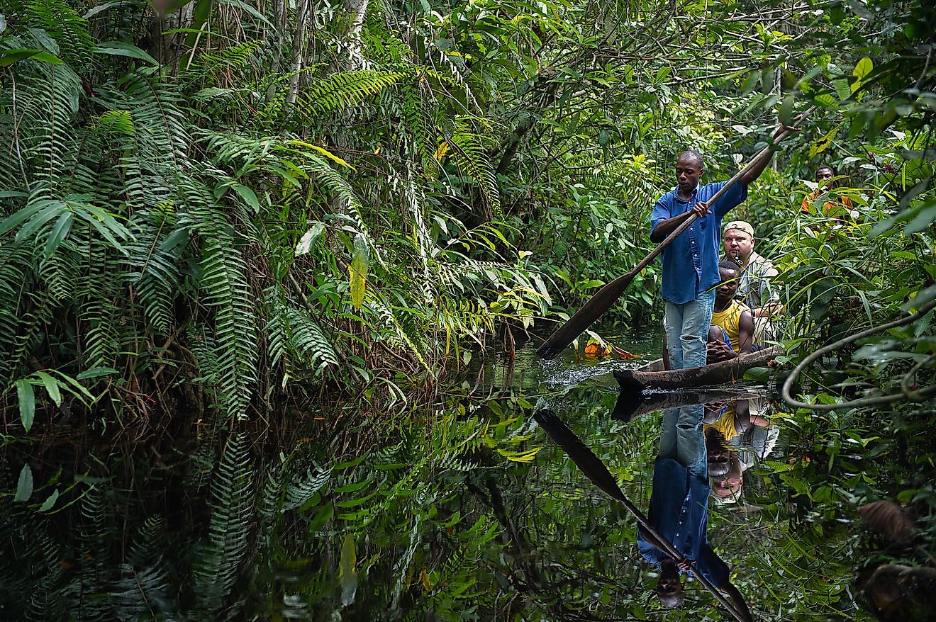 Congo rainforest