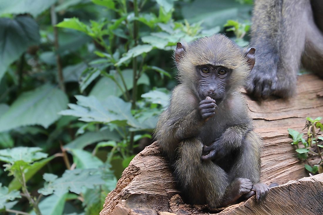 A baboon in Kibale National Park.