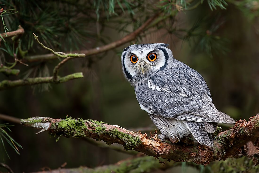 A List Of Birds Of Prey Or Raptors - WorldAtlas