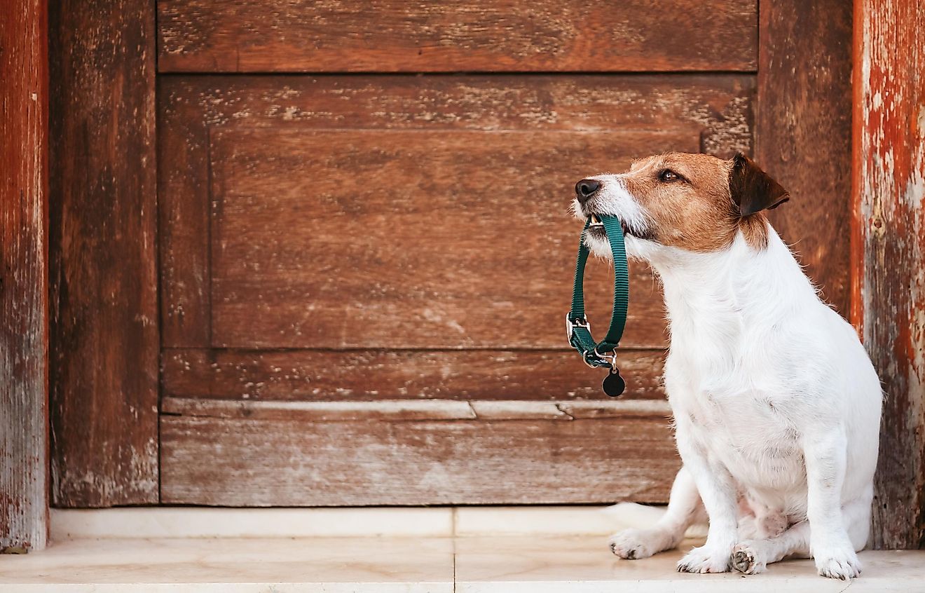 Located in Kent, at Leeds Castle, to be exact, this museum exhibits around 100 different dog collars from various parts of our history.