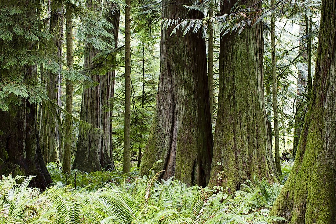 Douglas-fir trees on Vancouver Island, British Columbia. 