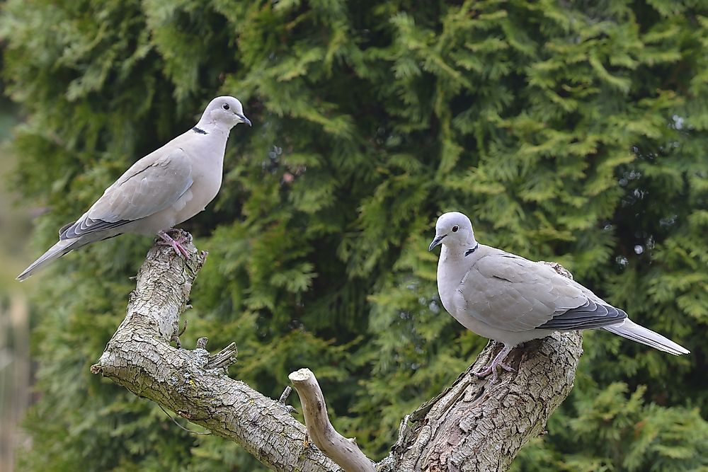 Collared Doves