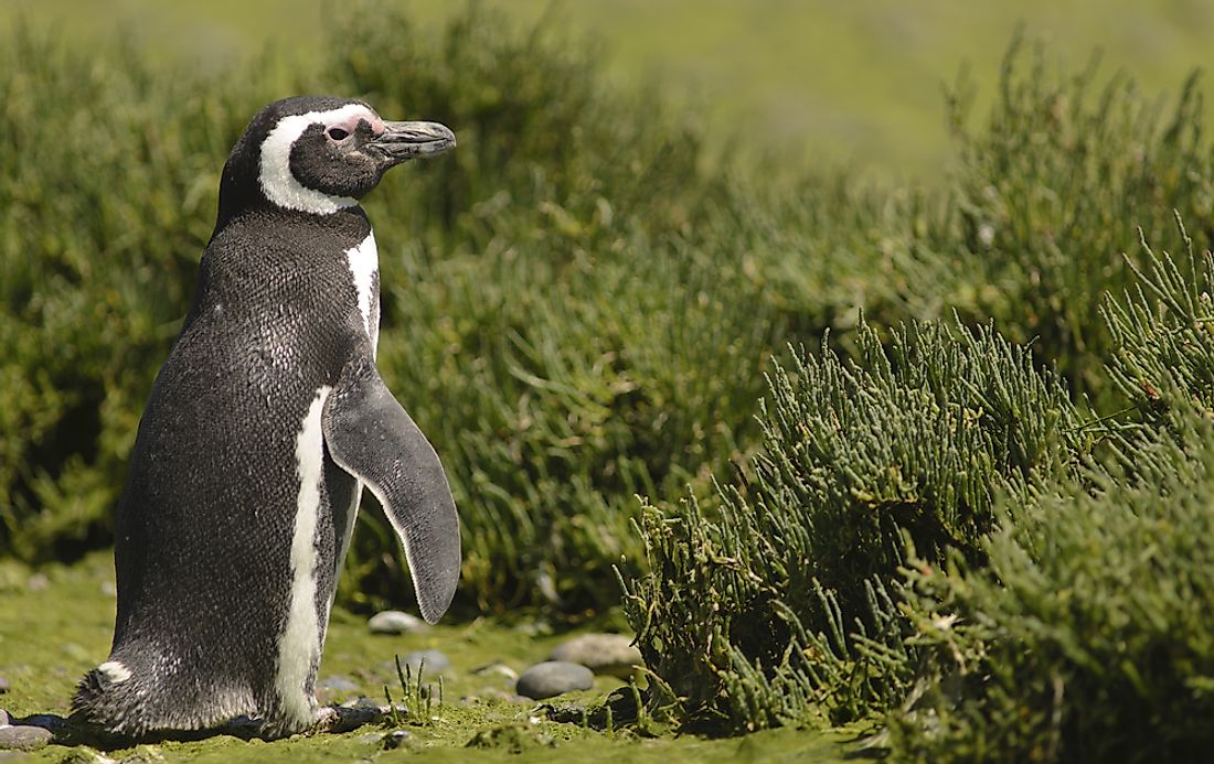 Magellanic penguin.