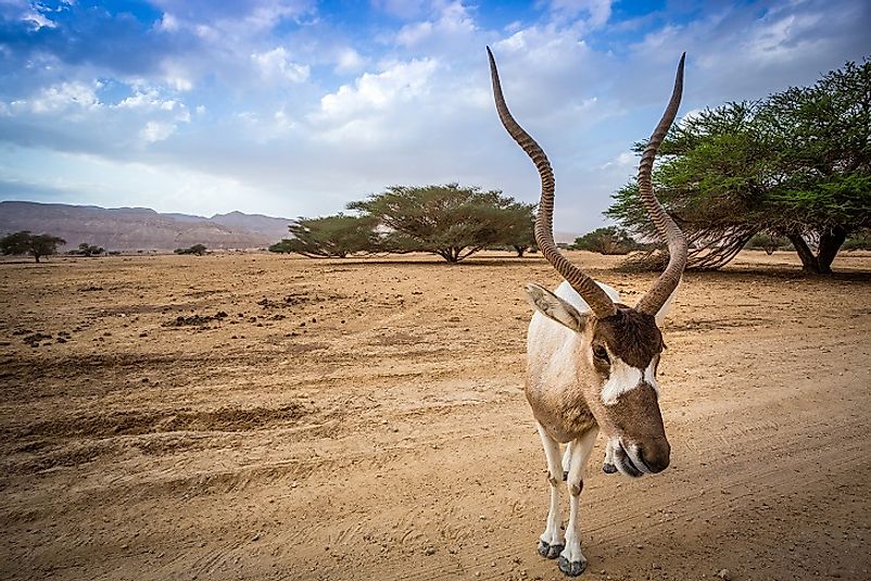 A lone Addax antelope amidst the harsh desert environs it calls home.