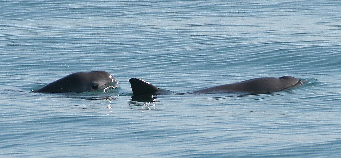 Two vaquitas. Image credit: Paula Olson, NOAA/Public domain