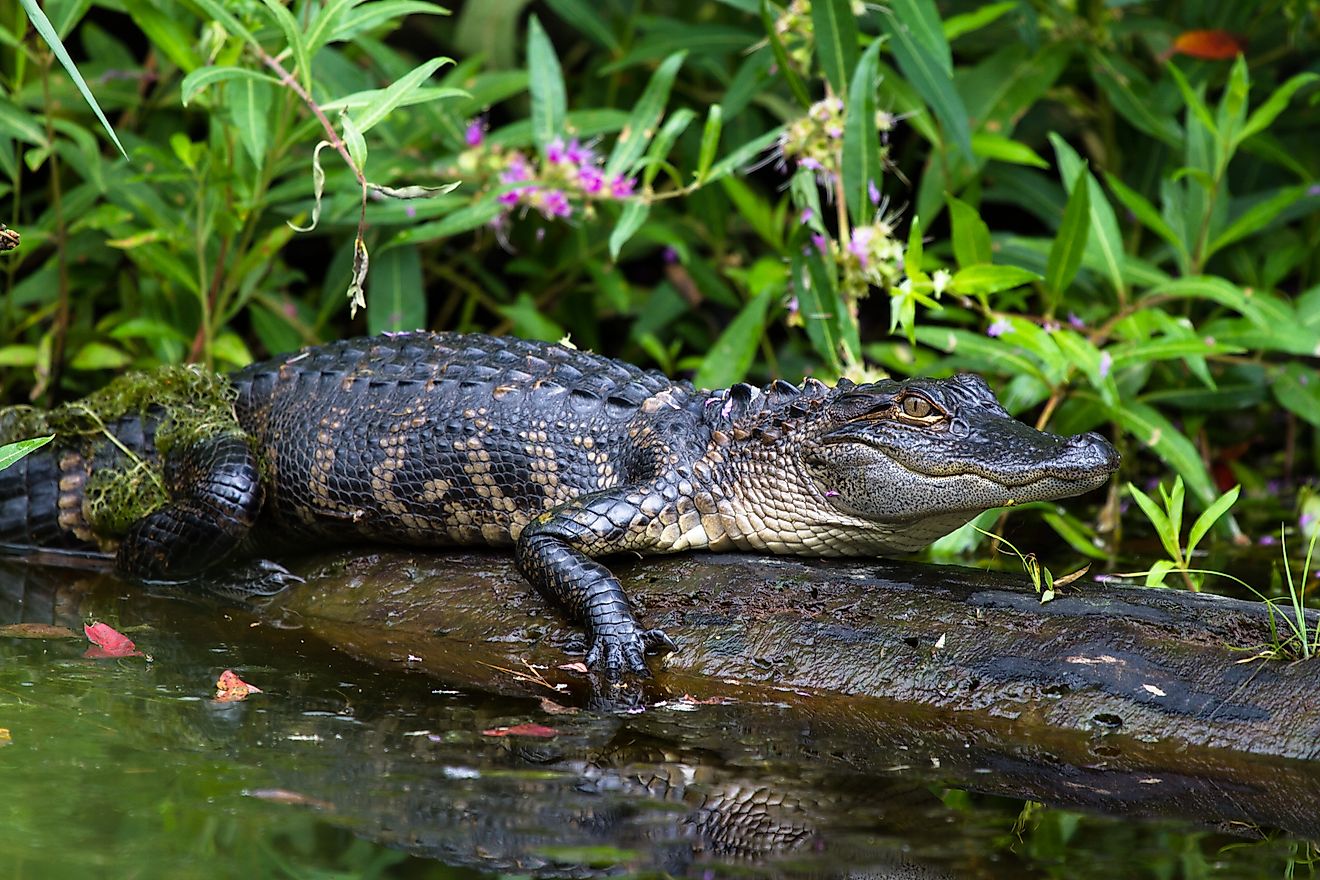 An alligator 