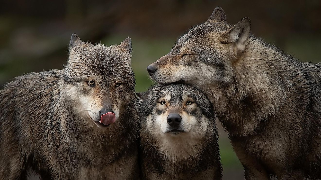 Gray wolf pack in forest
