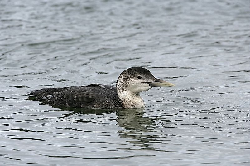 Yellow-Billed Loons that breed in Russia and Scandinavia often overwinter in Ukraine.