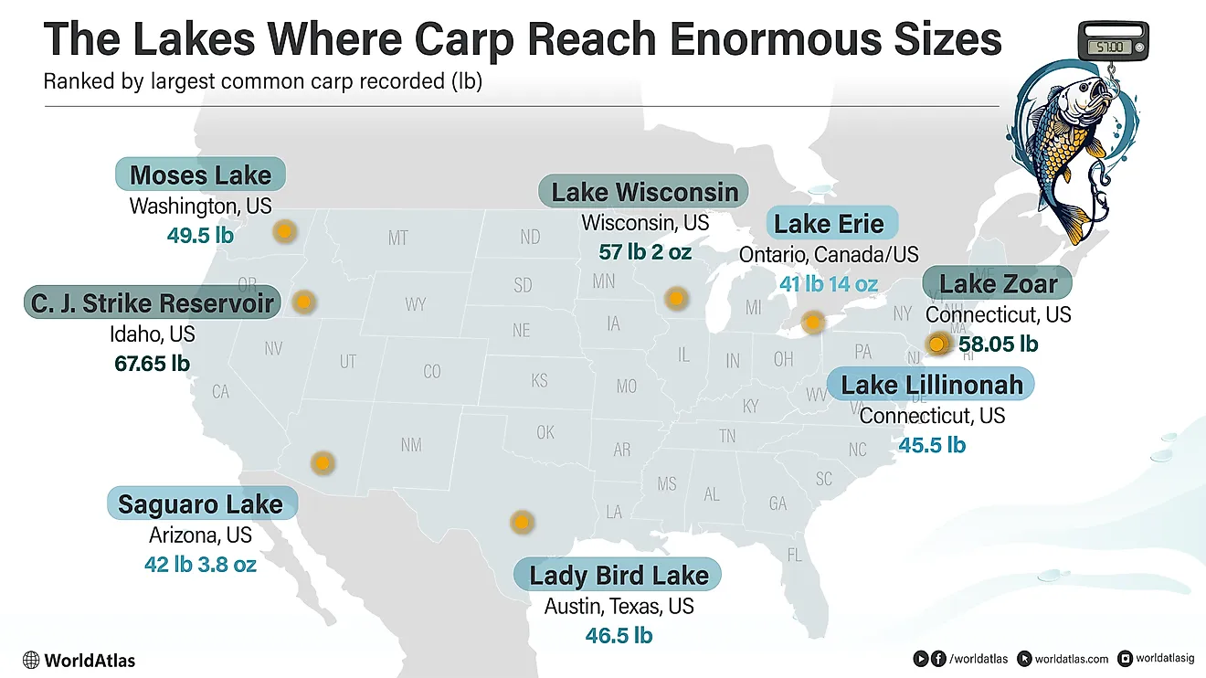 Infographic of record common carp sizes across lakes in North America. 