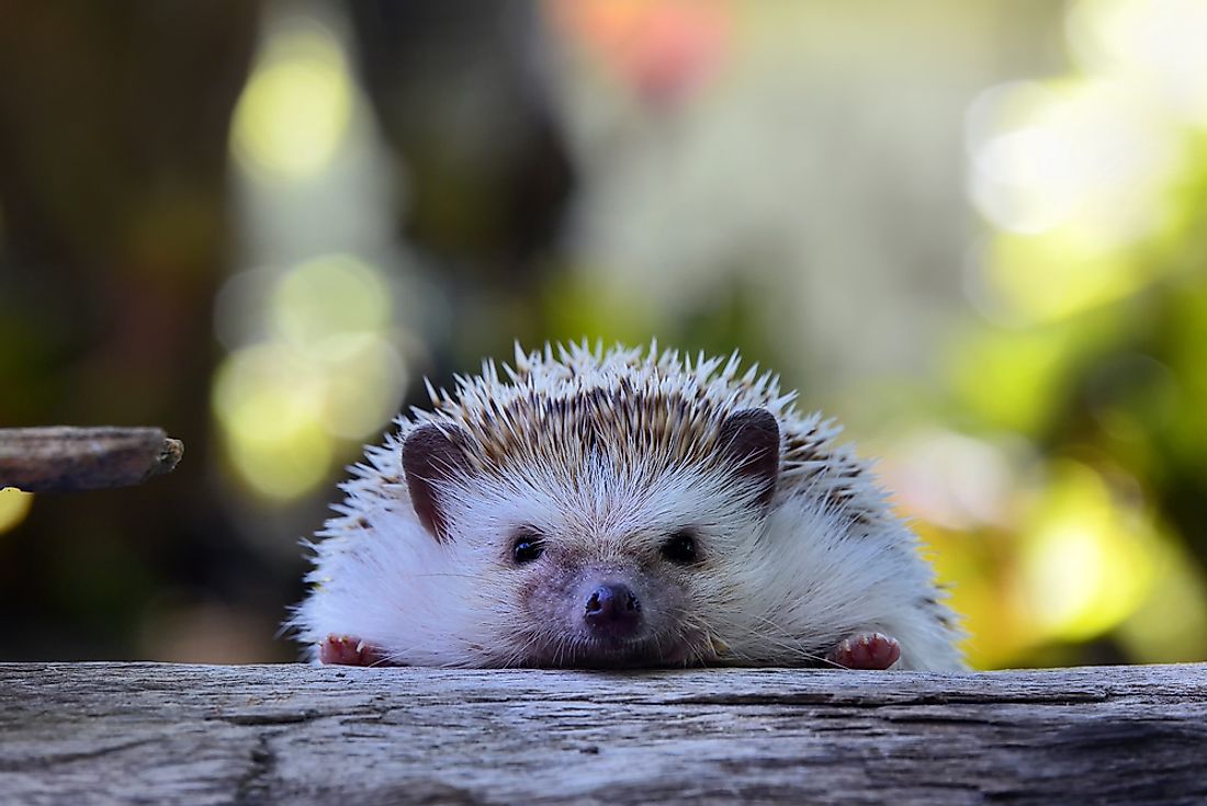 A hedgehog on a log. 