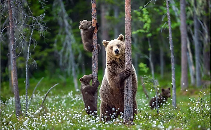 She-bear and bear cubs in the summer forest on the bog among white flowers.