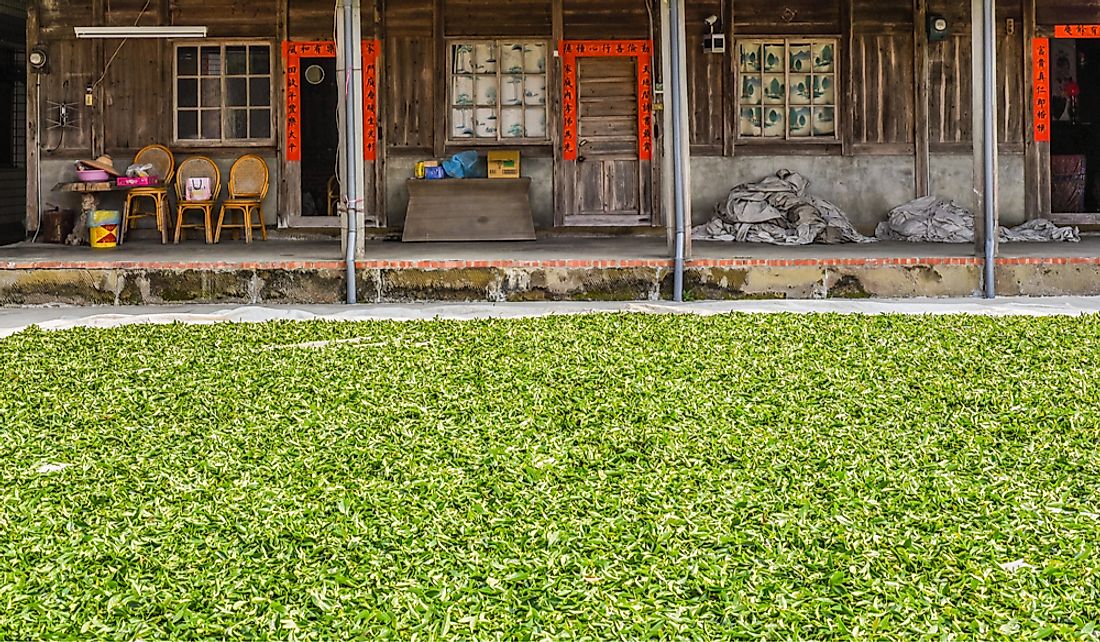 Oolong Tea production in Taiwan. Editorial credit: weniliou / Shutterstock.com
