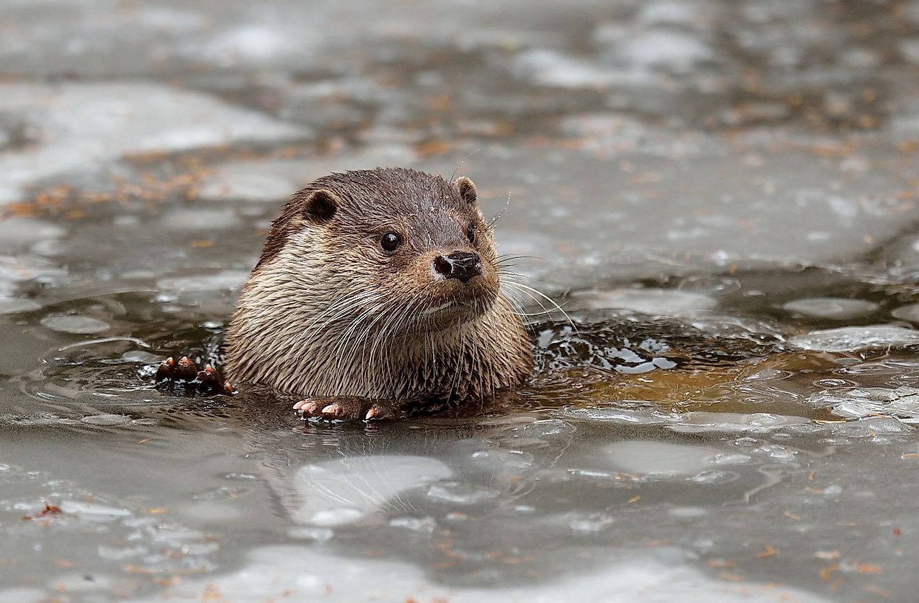 An Eurasian otter in cold waters. Image credit: Photolukacs/Shutterstock.com