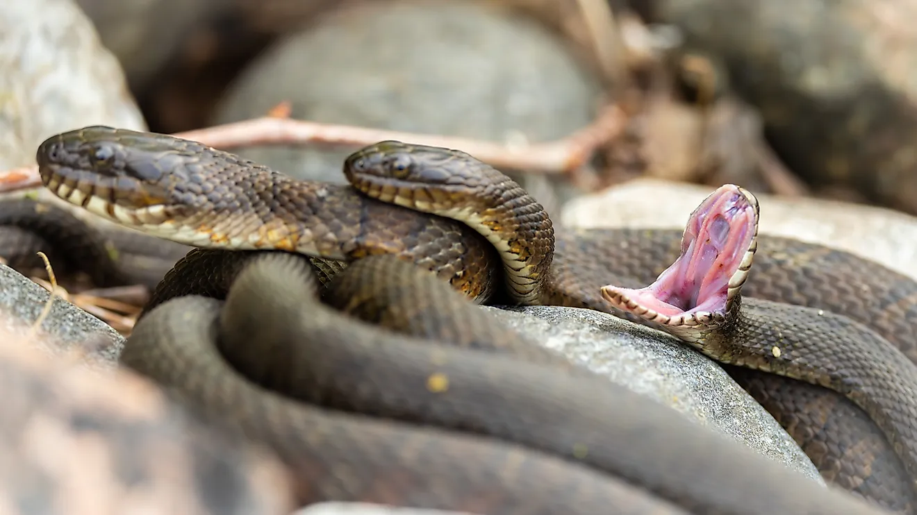 Northern water snakes