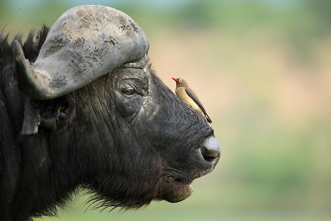 Kenya Animals — Animals That Live in Kenya - WorldAtlas