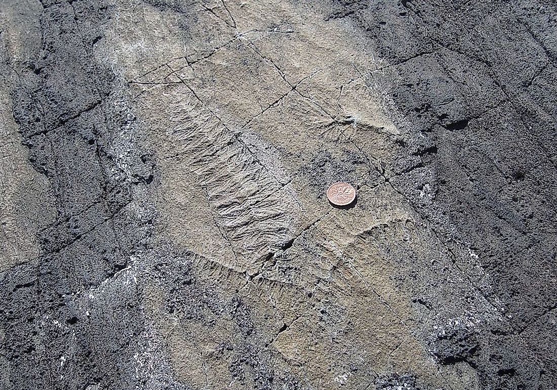 The Mistaken Point fossils.