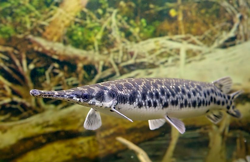 A Longnose Gar swims though a lake amidst sunken trees.