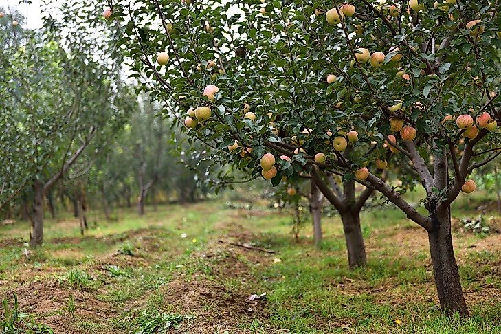 An apple orchard in China of the early morning.