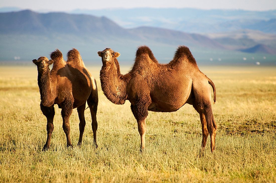 Bactrian camels are native to Central Asia.