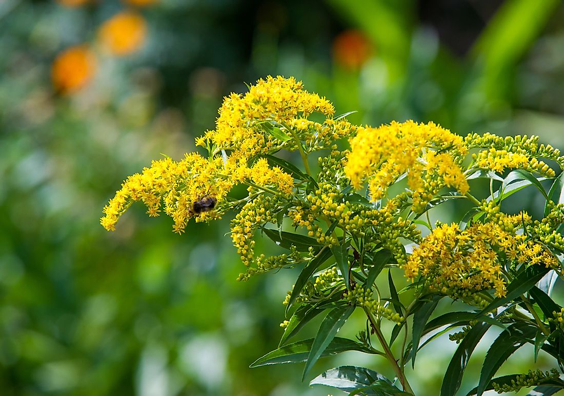 The goldenrod grows throughout the state of Kentucky.