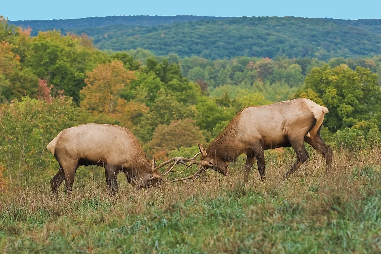 Bull Elk Sparring - Photograph taken during the rut in Elk County, Elk State Forest, Benezette, Pennsylvania (Credit: Paul Staniszewski / Shutterstock)