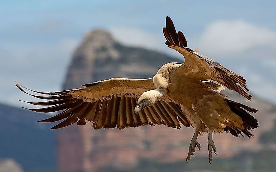 The griffon vulture (Gyps fulvus).