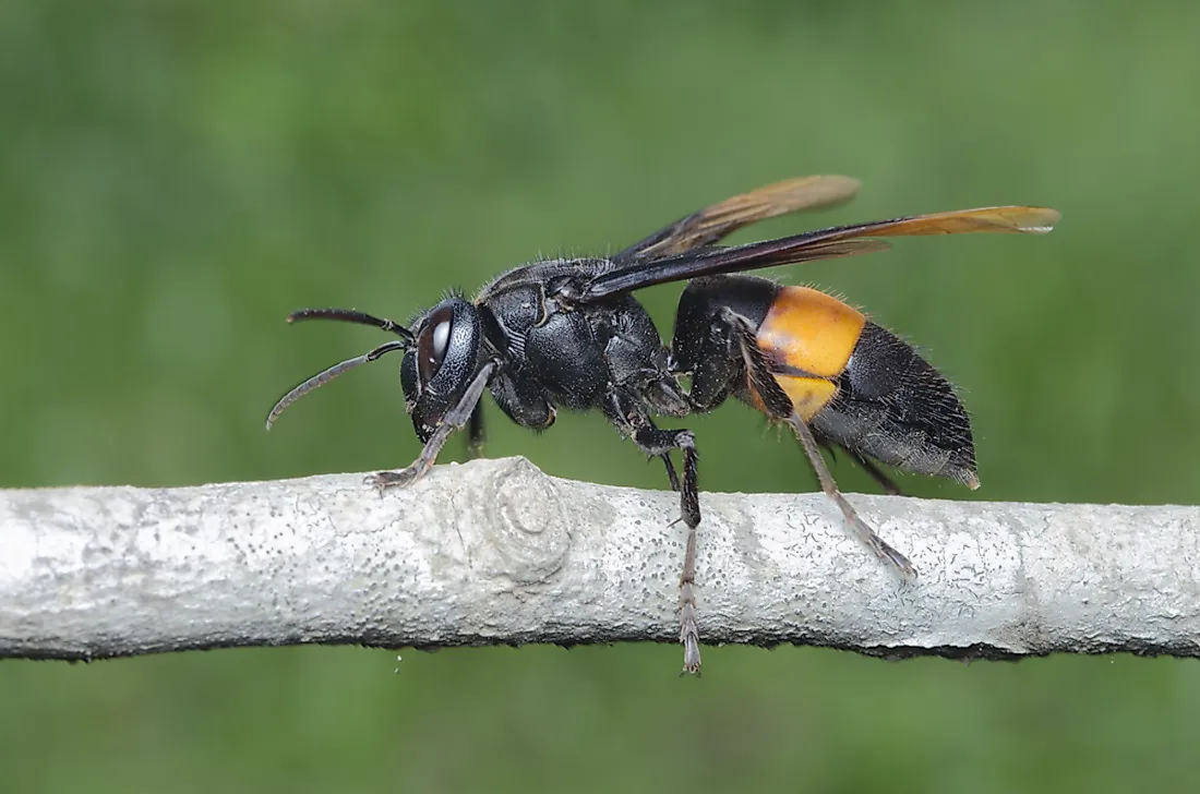 An Asian giant hornet. 