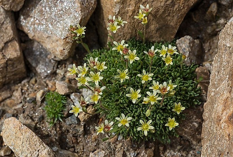 Alpine Saxifrage growing among the rocks.