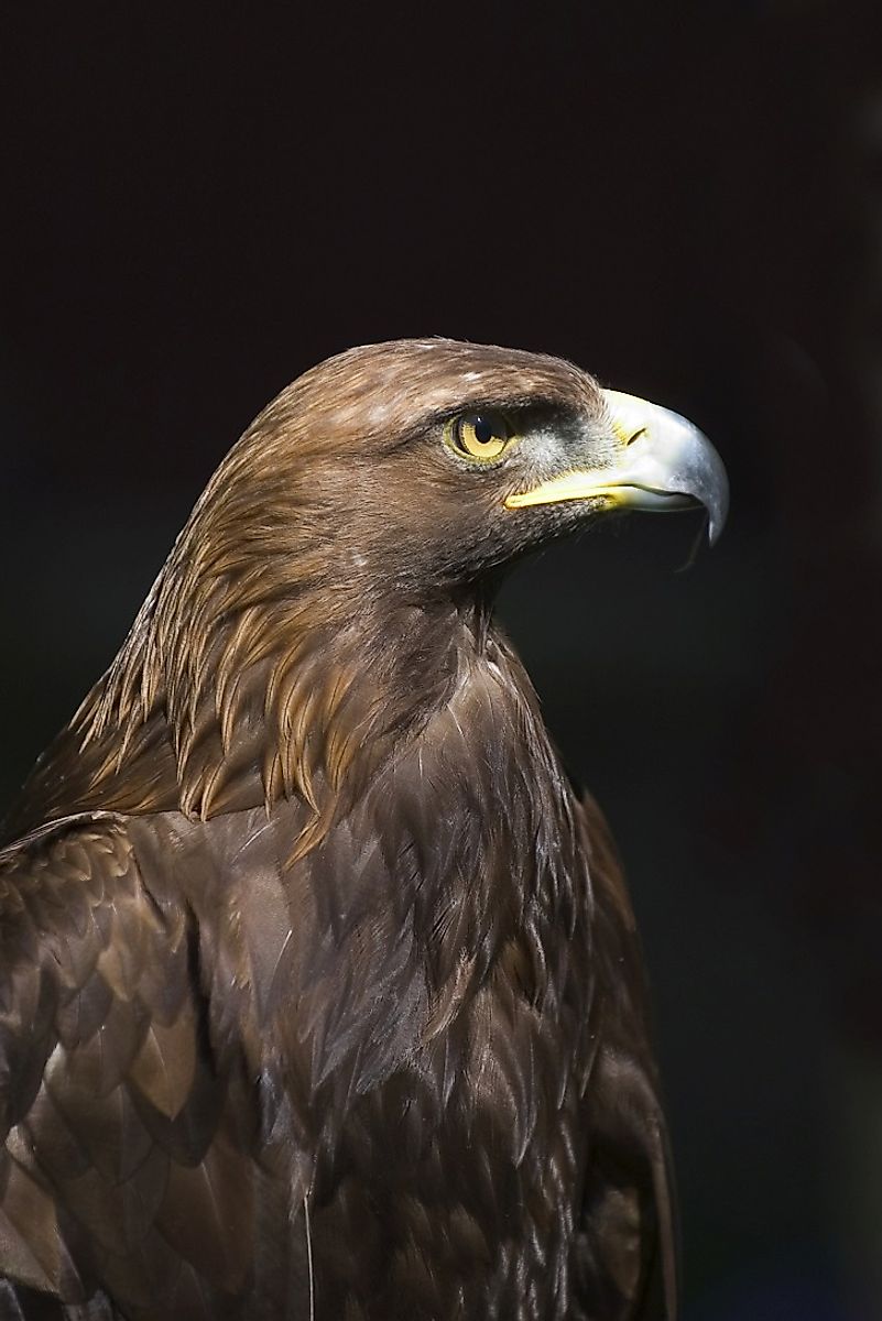 The American Golden Eagle (Aquila chrysaetos canadensis) sits atop the food chain throughout much of the North American Pacific West Coast.