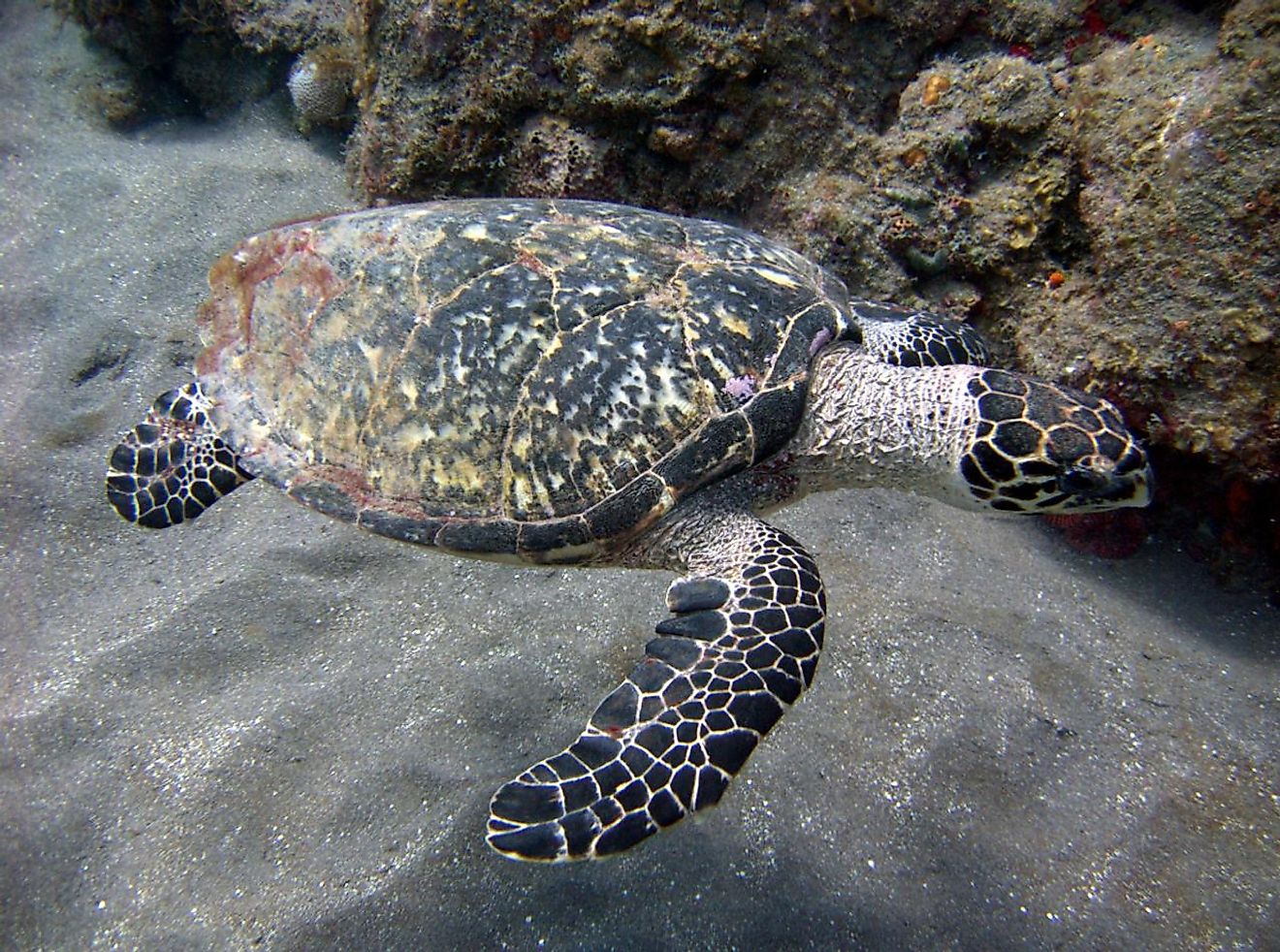 A hawksbill turtle. Image credit: magicOlf/Wikimedia.org