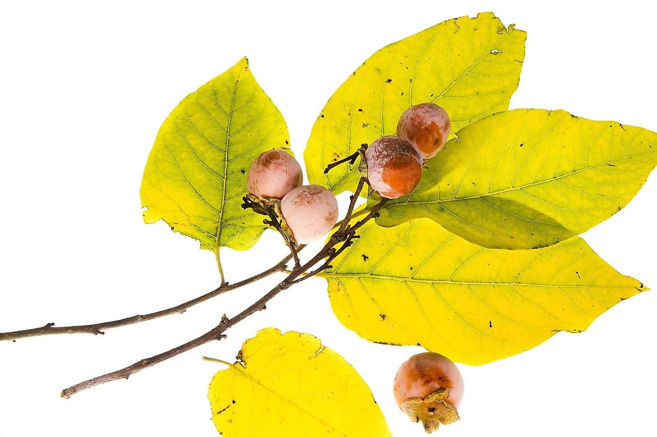 It is called Diospyros virginiana and can be found mostly in the southeastern parts of North America.