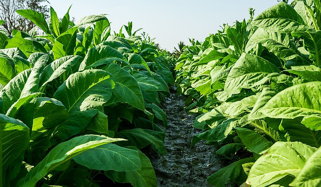 Slaves were brought to British North America to work tobacco plantations.