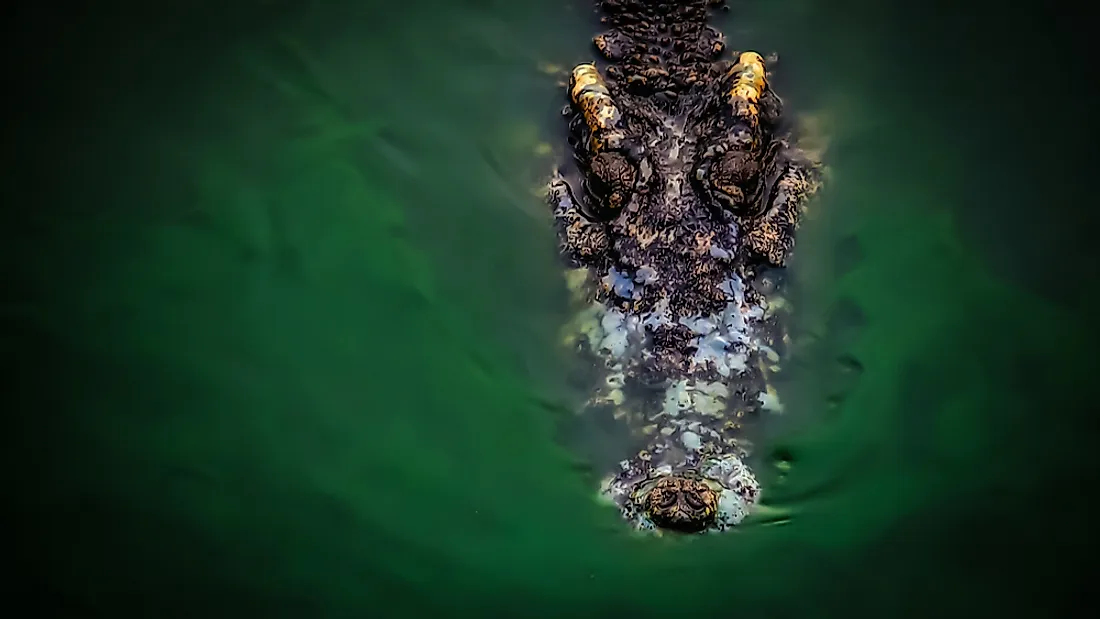 The crocodile is an example of an animal that begins with C.