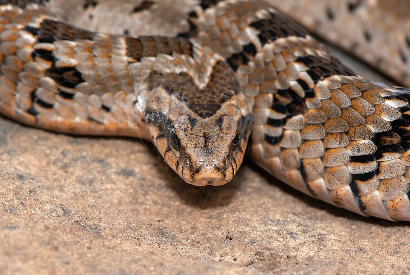 A rhombic night adder (Causus rhombeatus)