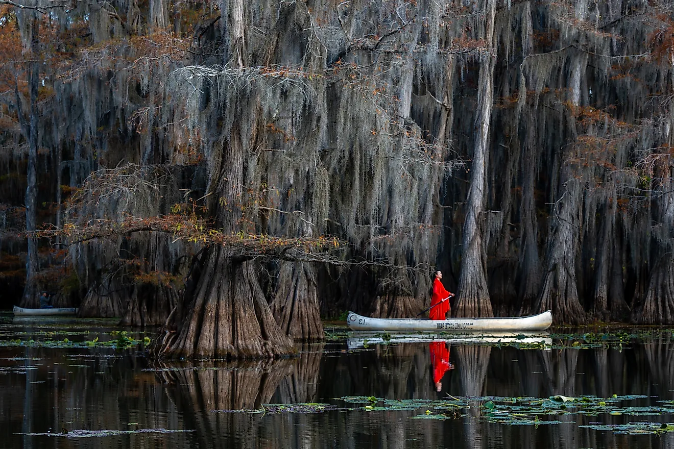Woman in bright red dress standing in a canoe paddling under Bald Cypress Trees and Spanish Moss on Caddo Lake in Texas