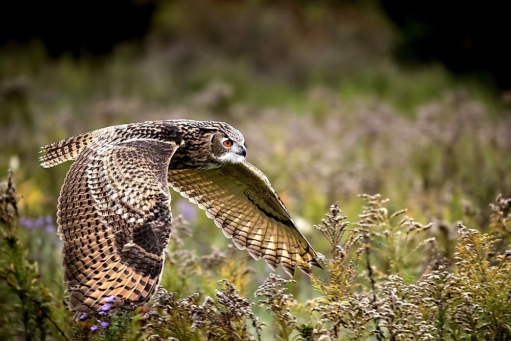 A Eurasian eagle-owl in flight.