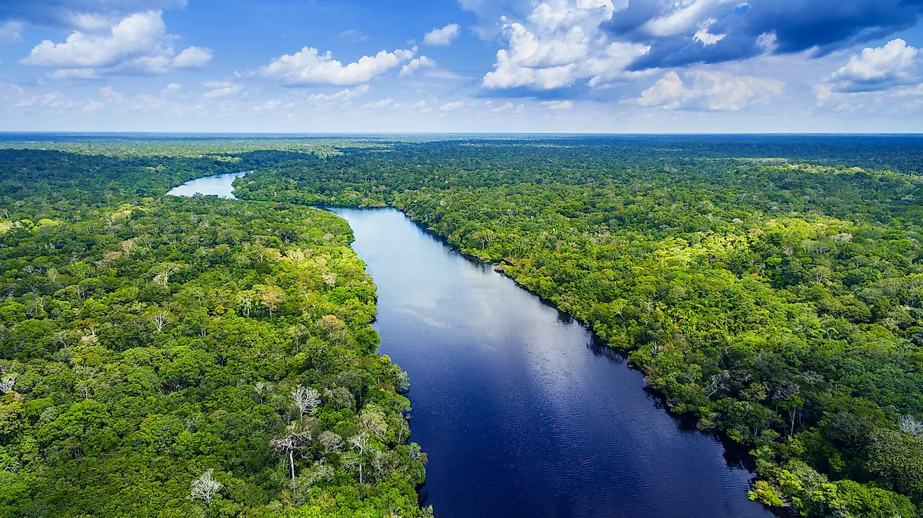 How Much Of The  Rainforest Is Left? - WorldAtlas