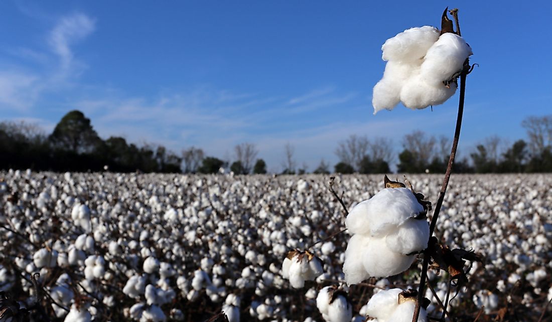Cotton field in the southern United States.