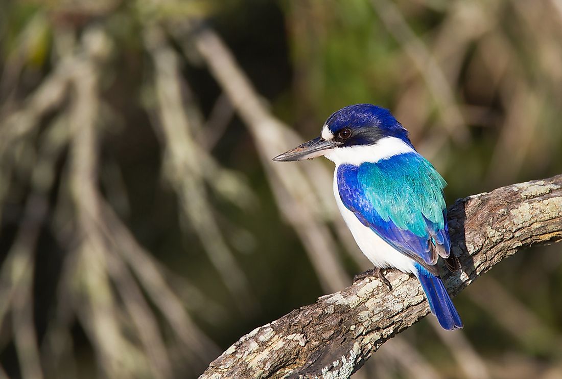 The forest kingfisher, which is native to Australia. 