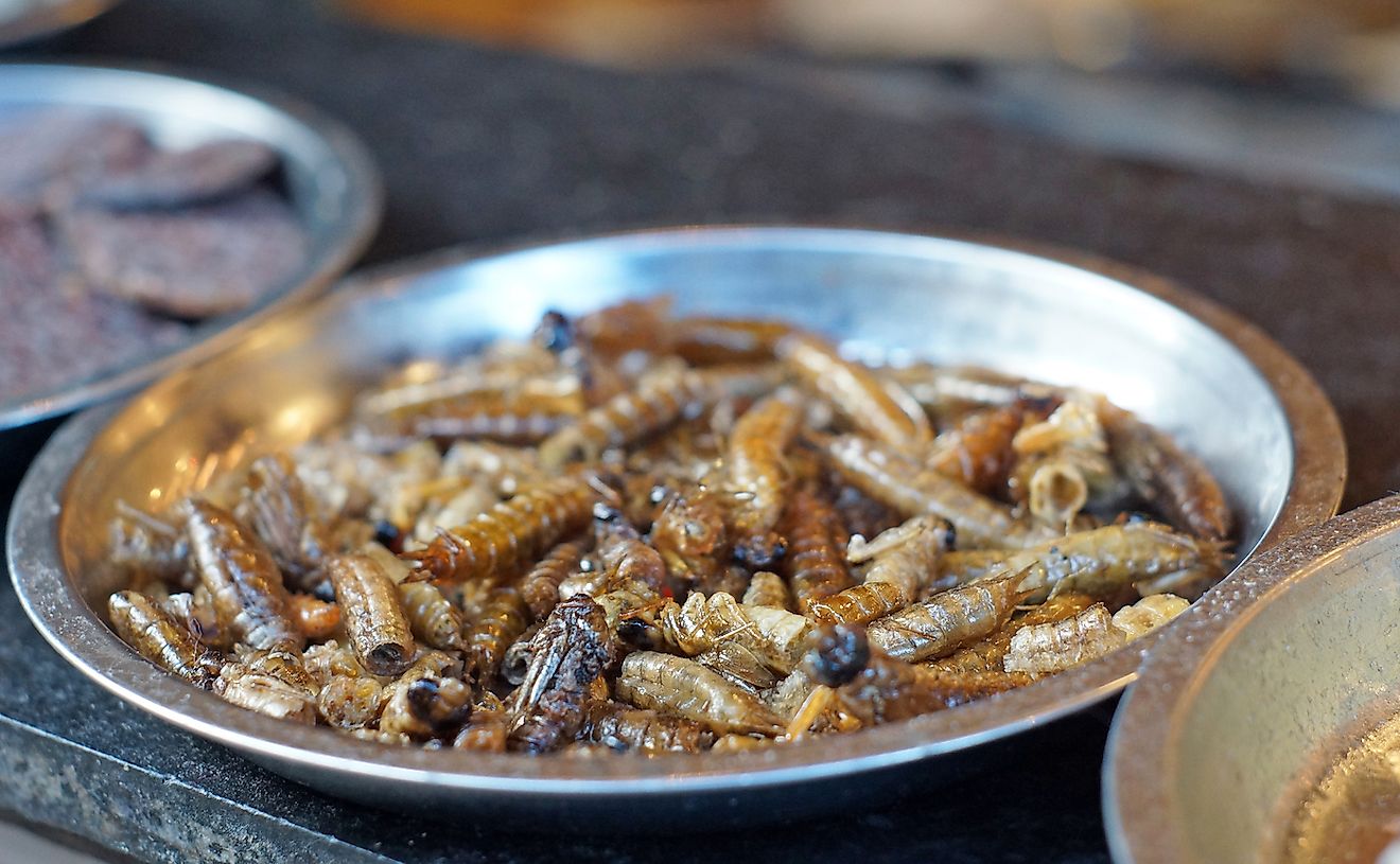 Deep fried dragonflies. Image credit: Lewis Tse Pui Lung/Shutterstock.com