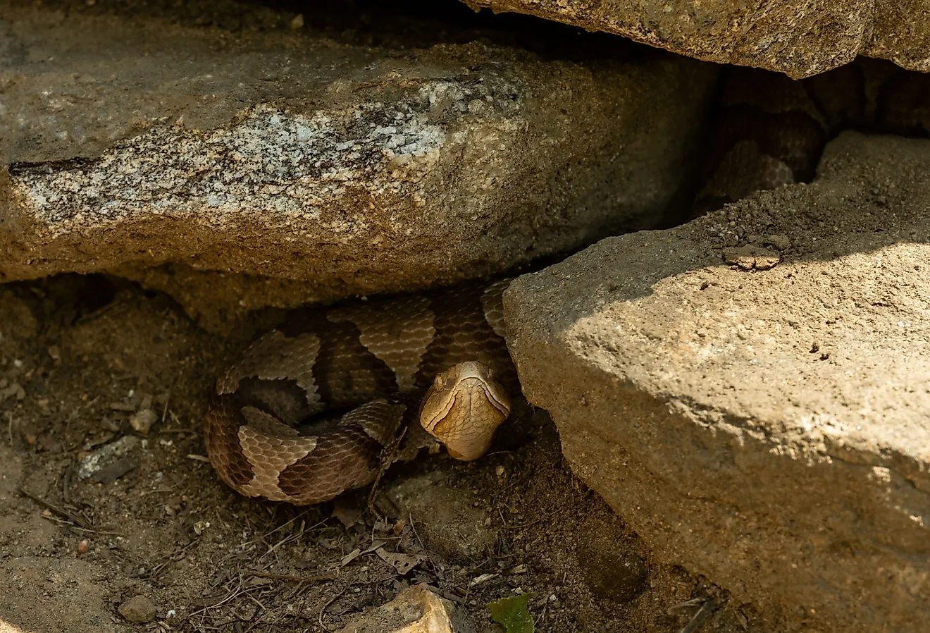 A grumpy Copperhead Snake hides under rocks along the Appalachian Trail, Georgia. 