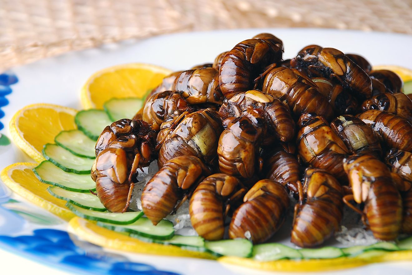 Friend cicadas in China. Image credit: Wxin/Shutterstock.com