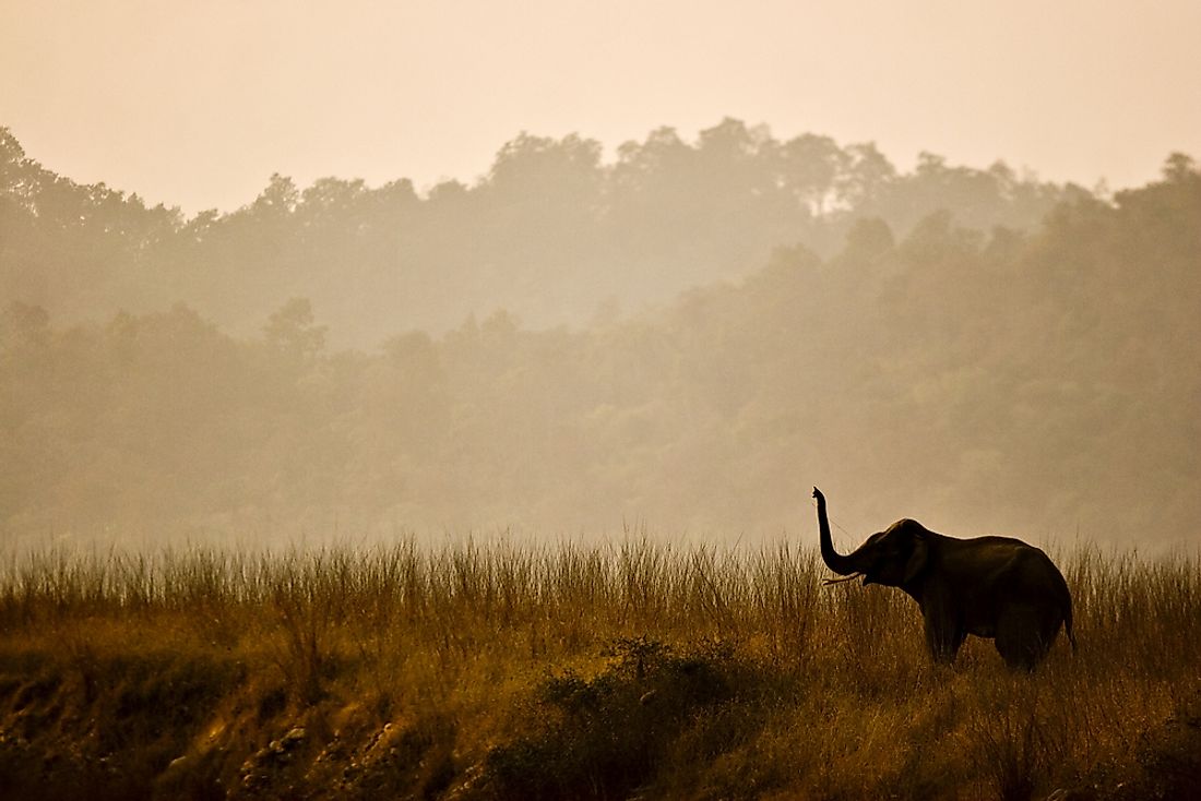 Elephant at the Corbett National Park in Nainital, India. 