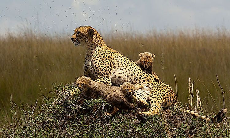 Leopards in Africa.